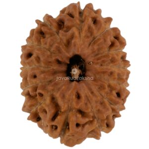 13 Mukhi Java Rudraksha 19.76 mm top view