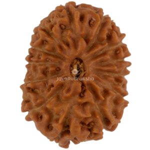 13 Mukhi Java Rudraksha 19.82 mm top view