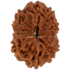 13 Mukhi Java Rudraksha 19.88 mm top view