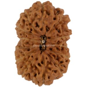 13 Mukhi Java Rudraksha 20.72 mm top view