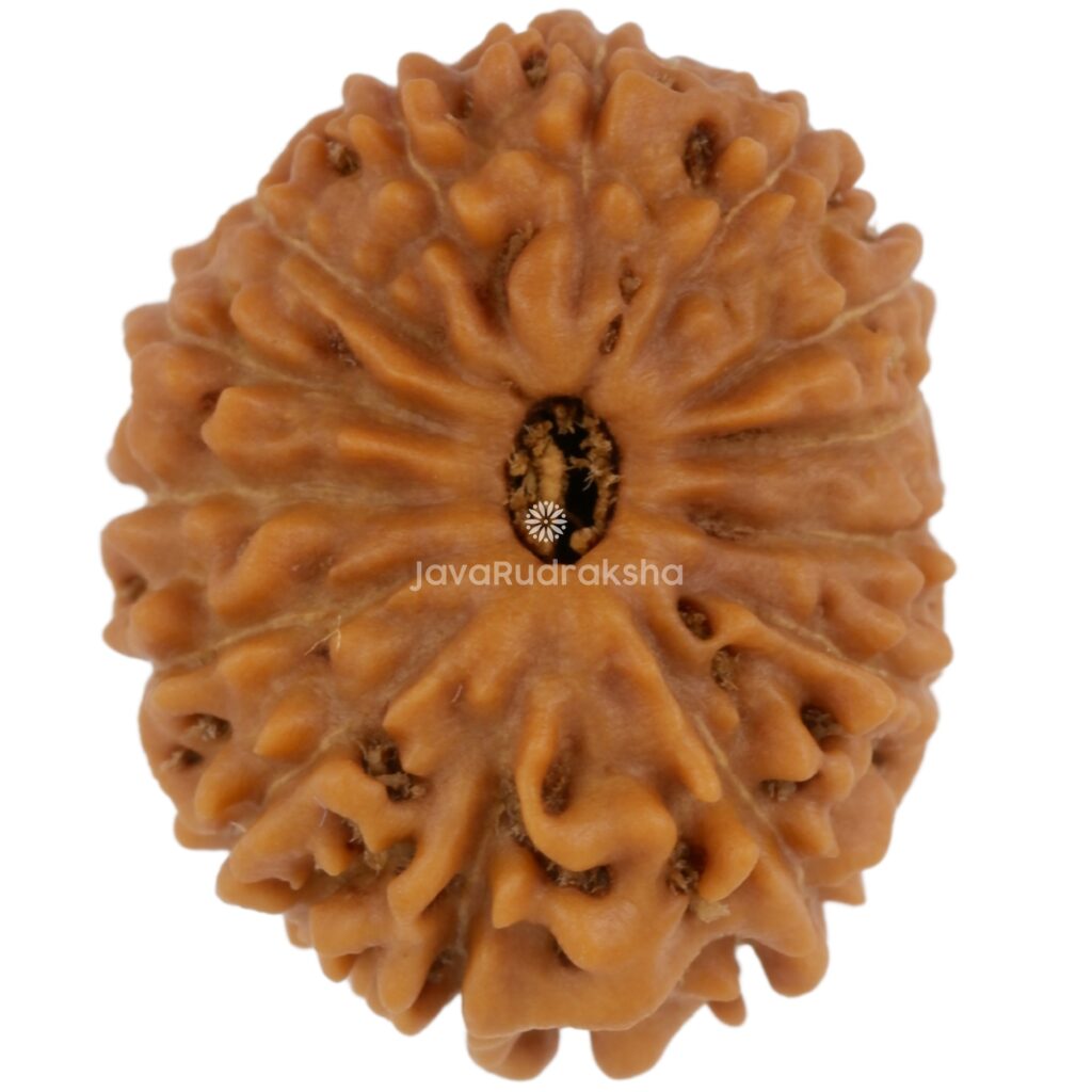 14 Mukhi Java Rudraksha 18.10 mm top view