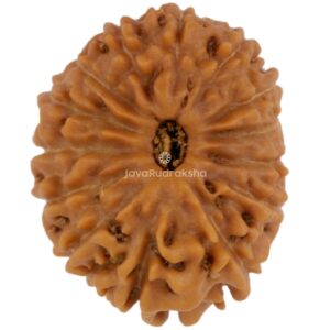 14 Mukhi Java Rudraksha 18.10 mm top view