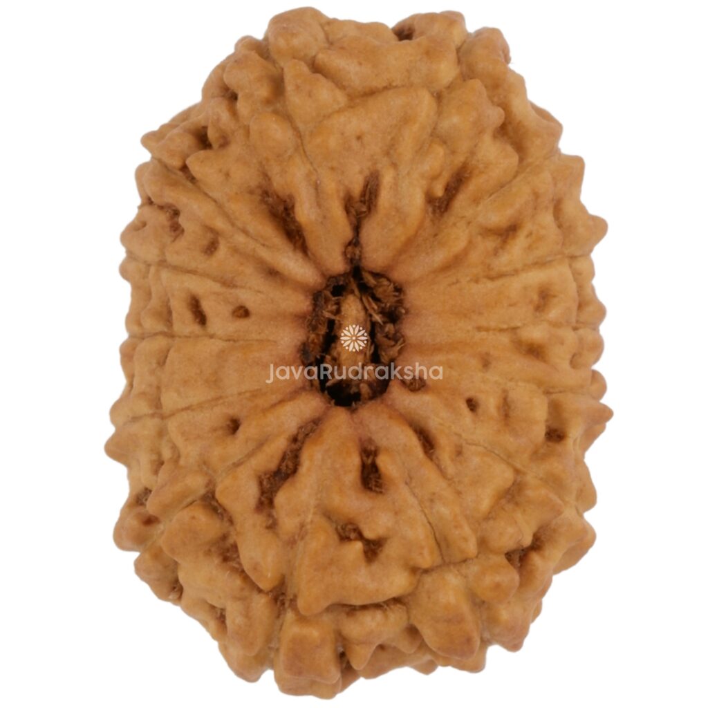 14 Mukhi Java Rudraksha 18.22 mm top view