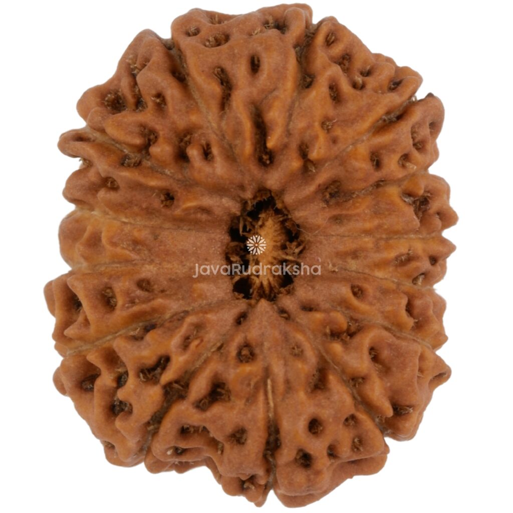 14 Mukhi Java Rudraksha 18.85 mm top view