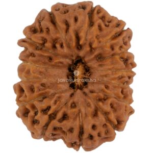 14 Mukhi Java Rudraksha 18.85 mm top view