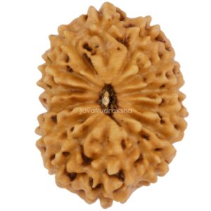 14 Mukhi Java Rudraksha 19.04 mm top view