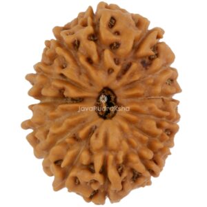 14 Mukhi Java Rudraksha 19.20 mm top view