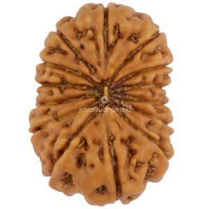 14 Mukhi Java Rudraksha 19.32 mm top view