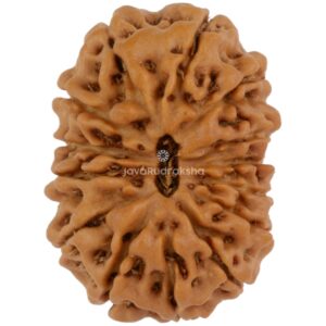 14 Mukhi Java Rudraksha 19.42 mm top view