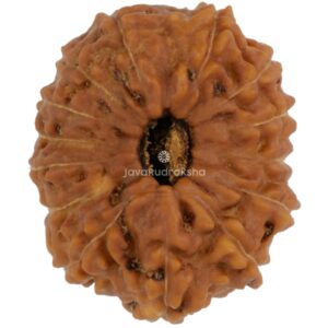 14 Mukhi Java Rudraksha 19.54 mm top view