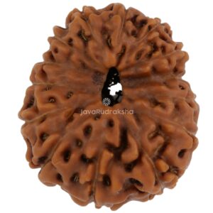 14 Mukhi Java Rudraksha 19.64 mm top view