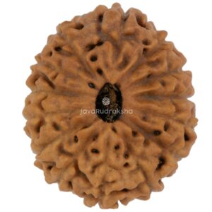 14 Mukhi Java Rudraksha 19.82 mm top view