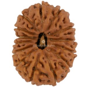 14 Mukhi Java Rudraksha 19.83 mm top view