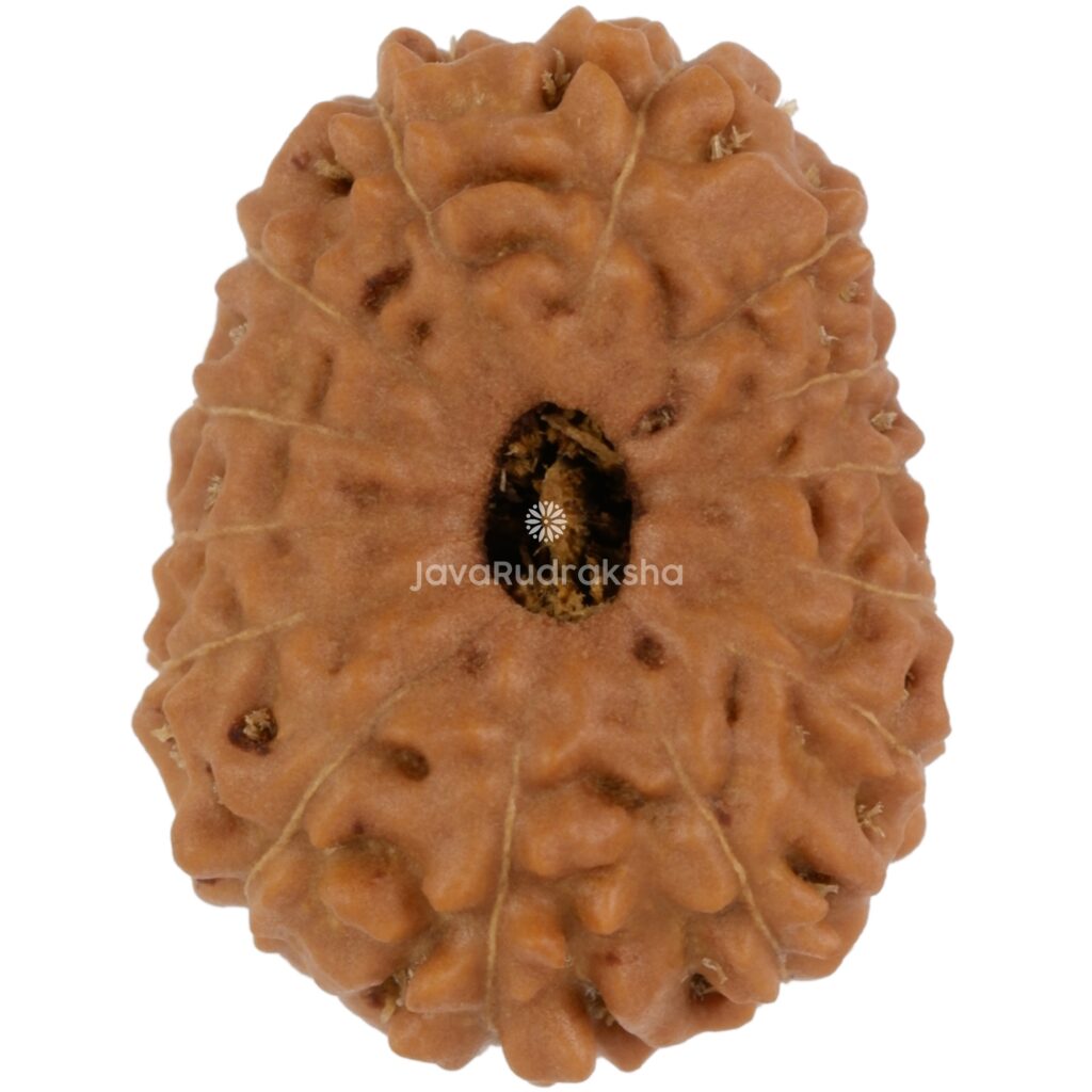 14 Mukhi Java Rudraksha 19.84 mm top view