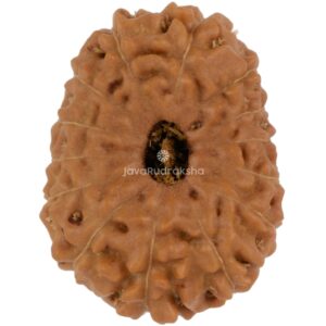 14 Mukhi Java Rudraksha 19.84 mm top view