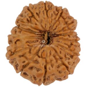 14 Mukhi Java Rudraksha 19.94 mm top view