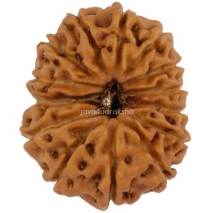 14 Mukhi Java Rudraksha 20.05 mm top view
