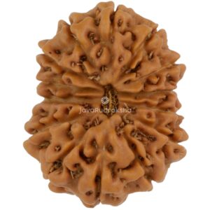 14 Mukhi Java Rudraksha 20.10 mm top view