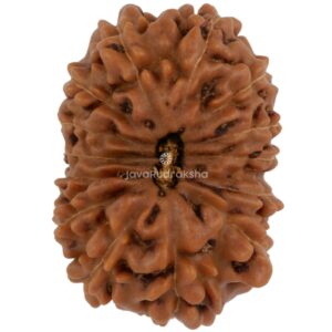 14 Mukhi Java Rudraksha 20.27 mm top view
