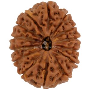 14 Mukhi Java Rudraksha 20.94 mm top view
