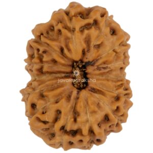 14 Mukhi Java Rudraksha 21.01 mm top view