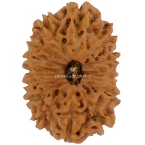 14 Mukhi Java Rudraksha 21.03 mm top view