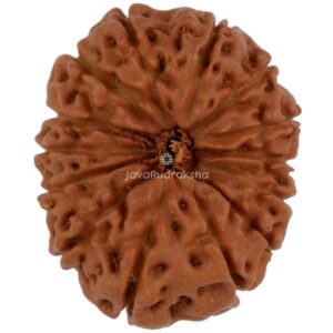 14 Mukhi Java Rudraksha 21.36 mm top view