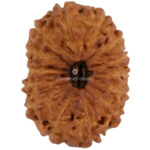 14 Mukhi Java Rudraksha 22.78 mm top view