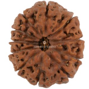 11 Mukhi Java Rudraksha 21.45 mm top view