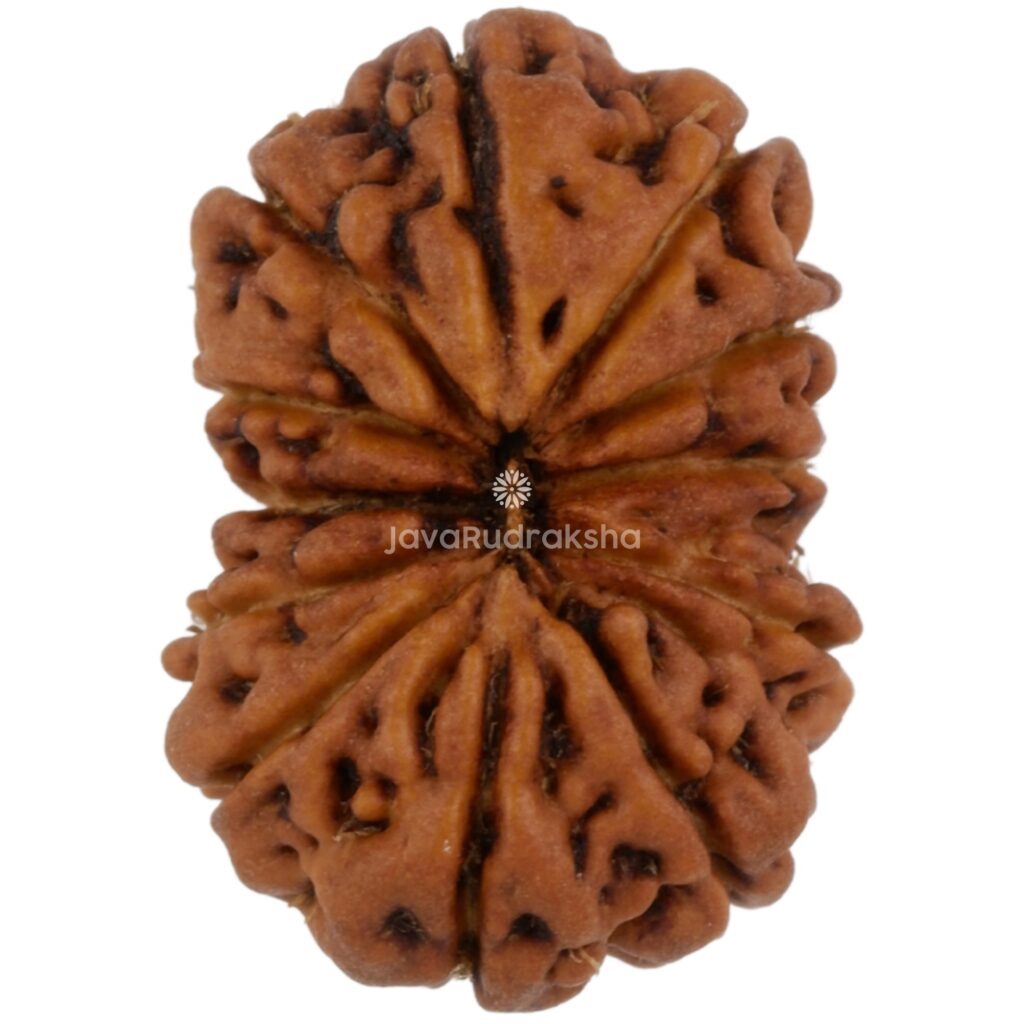 12 Mukhi Java Rudraksha 17.30 mm top view