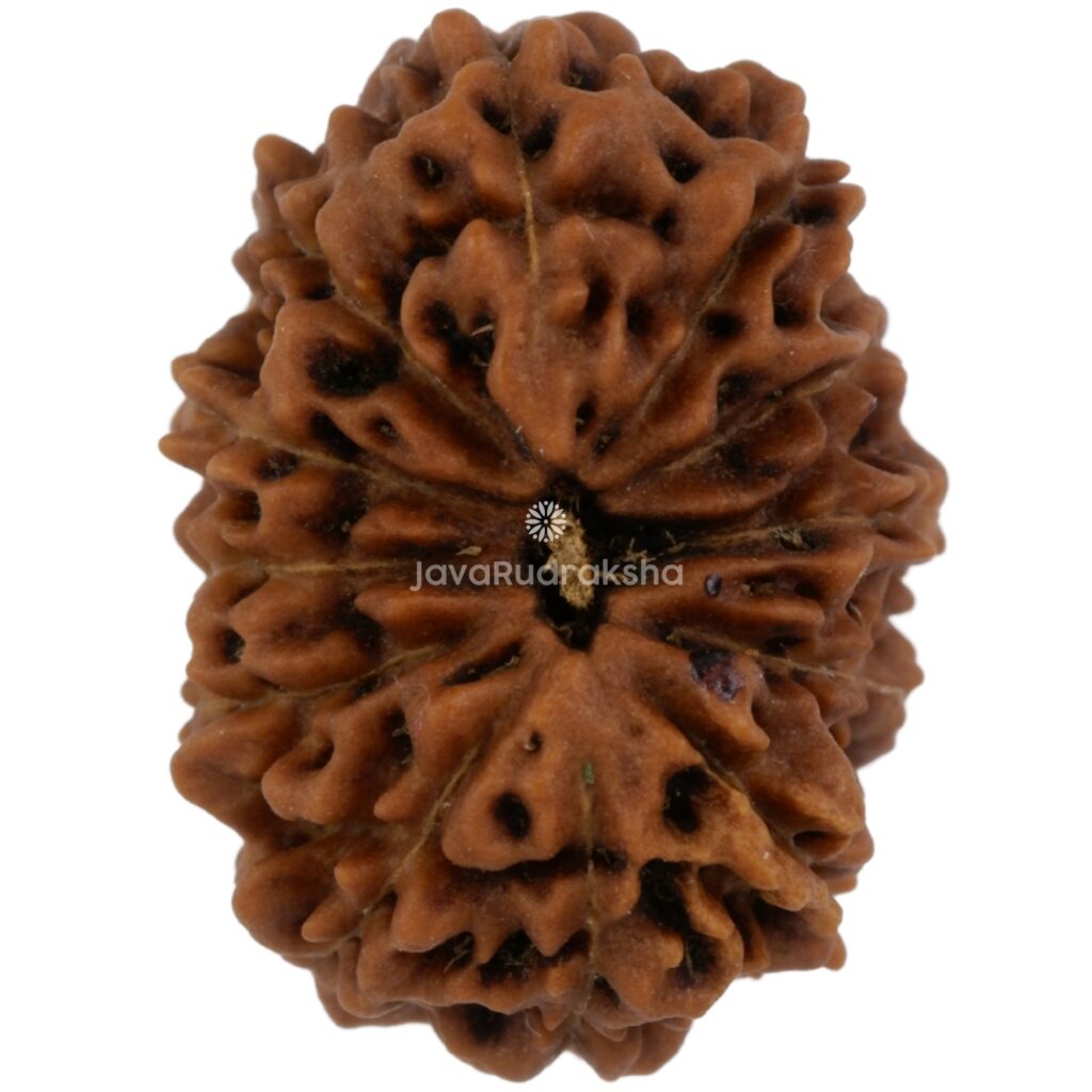 12 Mukhi Java Rudraksha 19.73 mm top view
