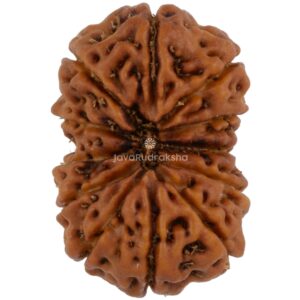 12 Mukhi Java Rudraksha 21.21 mm top view