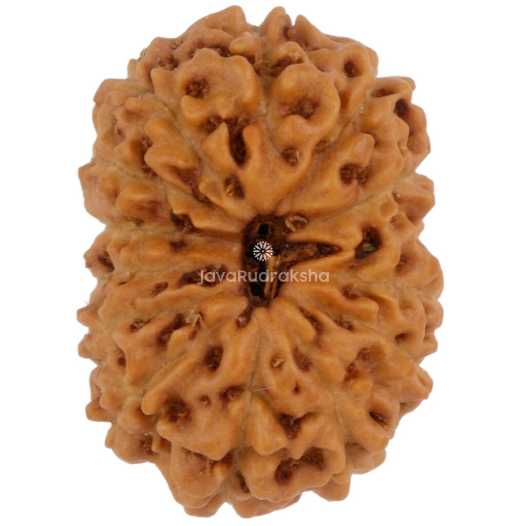 13 Mukhi Java Rudraksha 17.03 mm top view