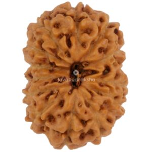 13 Mukhi Java Rudraksha 17.03 mm top view