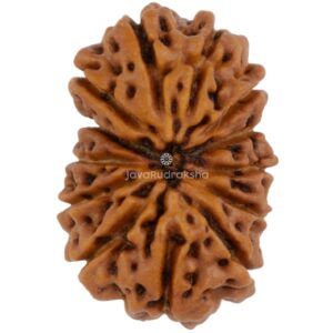 13 Mukhi Java Rudraksha 17.26 mm top view