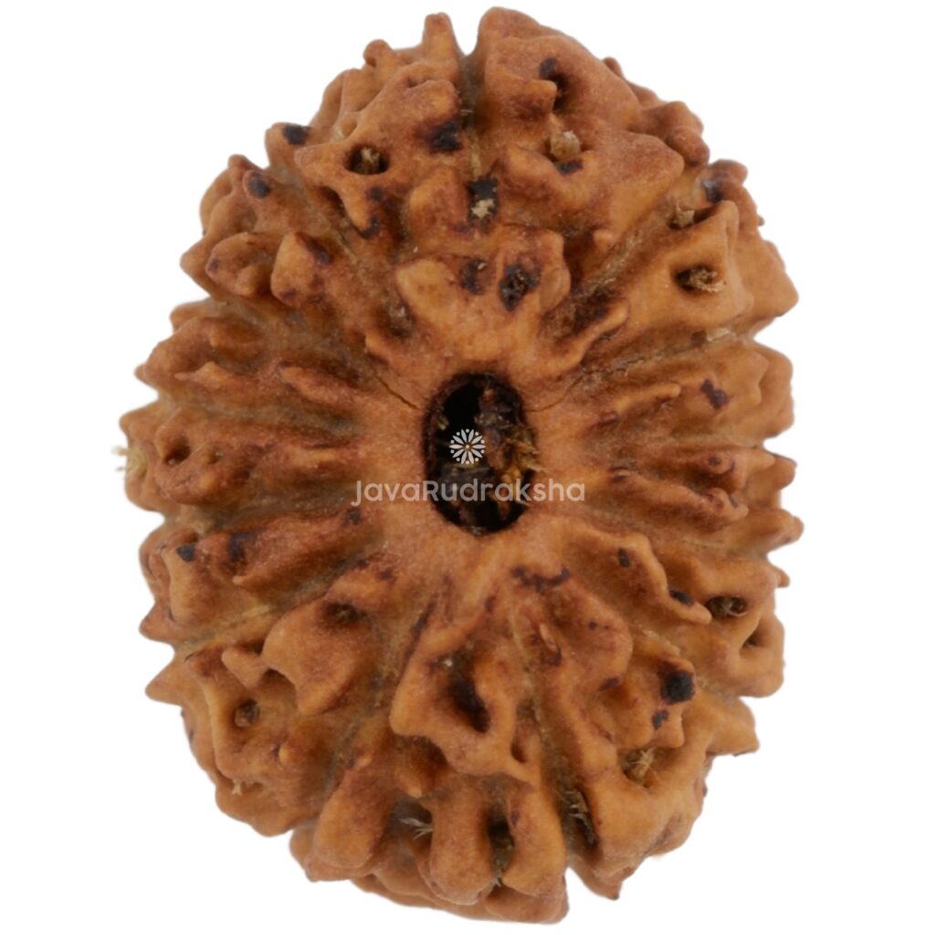 13 Mukhi Java Rudraksha 17.69 mm top view