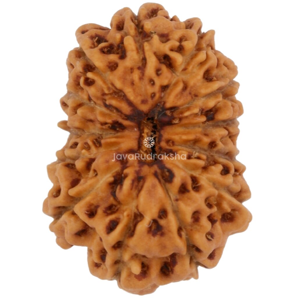 13 Mukhi Java Rudraksha 17.83 mm top view