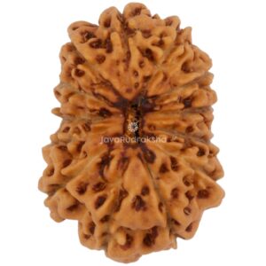 13 Mukhi Java Rudraksha 17.83 mm top view